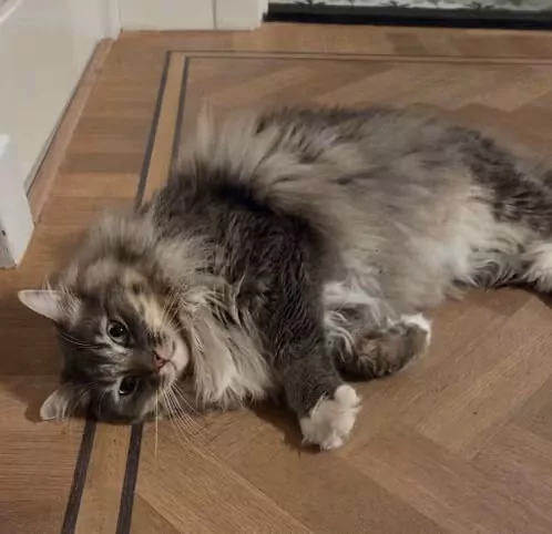 Liefdevol thuis gezocht voor twee hele lieve Ragdolls ❤️ - afbeelding 5