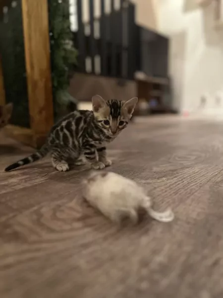 Kittens te koop - afbeelding 5