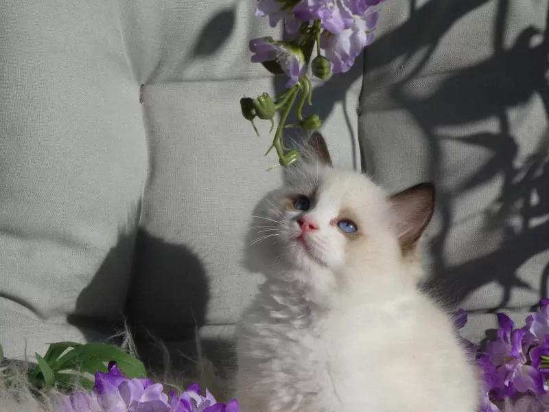 Raszuivere Ragdoll kittens uit geteste ouders met stamboom. - afbeelding 4