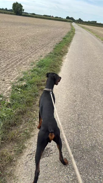 Dobermann rue - afbeelding 2