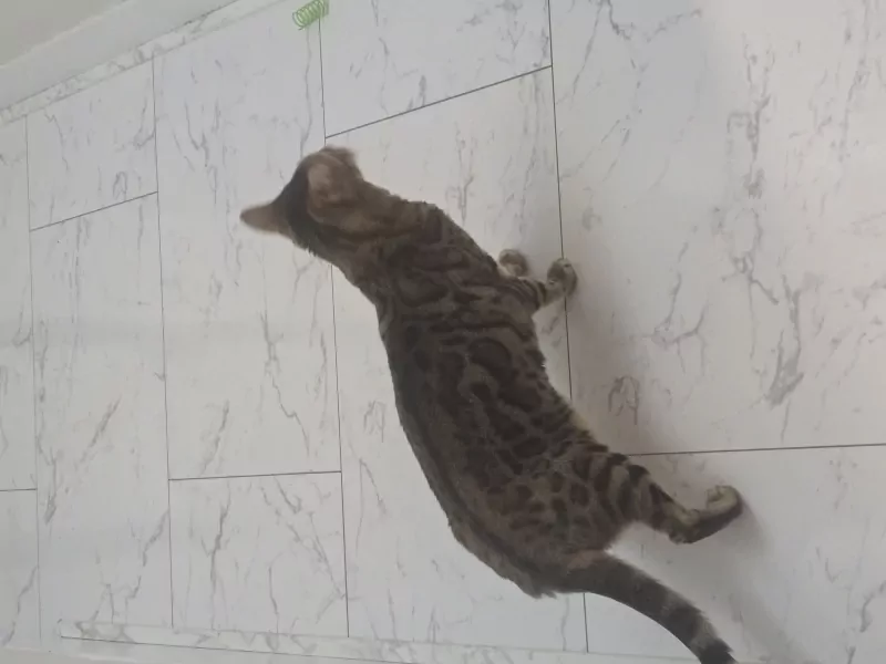 5 jarig bengaals poes zoekt nieuwe huisje - afbeelding 4