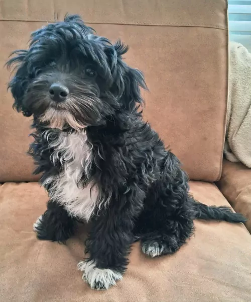 Maltipoo pup te koop - afbeelding 4