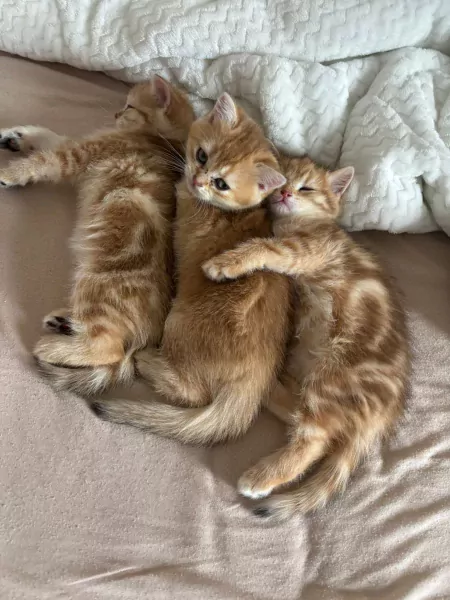 Black golden shaded Brits korthaar kittens - afbeelding 2