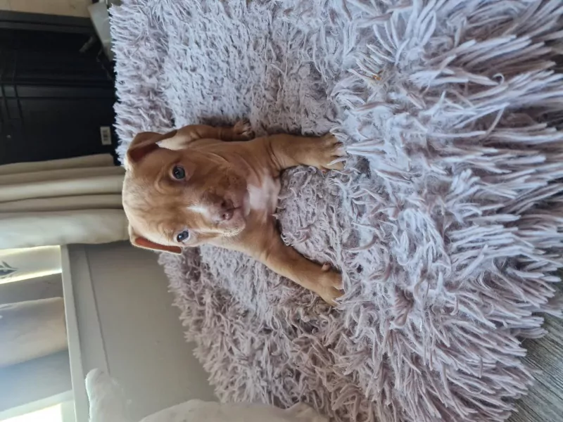 American pocket bully pup - afbeelding 2