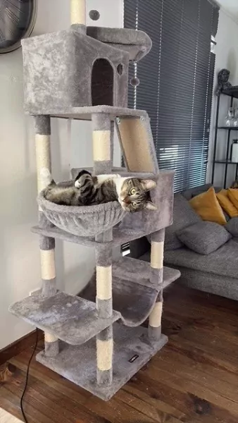 Lieve kat zoekt een nieuw baasje - afbeelding 3