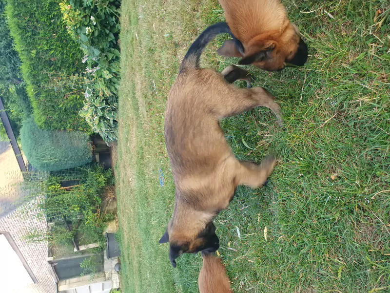 Mechelse Herder pup te koop - afbeelding 4