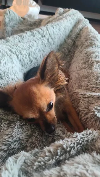 Chihuahua teefje 4 jaar - afbeelding 5 Chihuahua teefje 4 jaar - afbeelding 5
