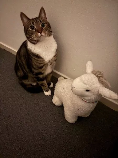 Lieve kat zoekt een nieuw baasje - afbeelding 1