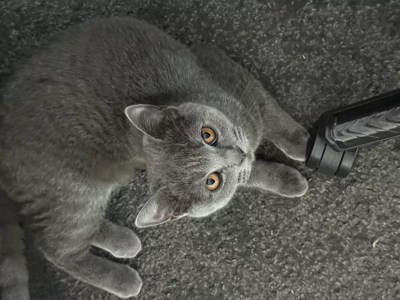 Raszuivere grijze britse korthaar kitten - afbeelding 1