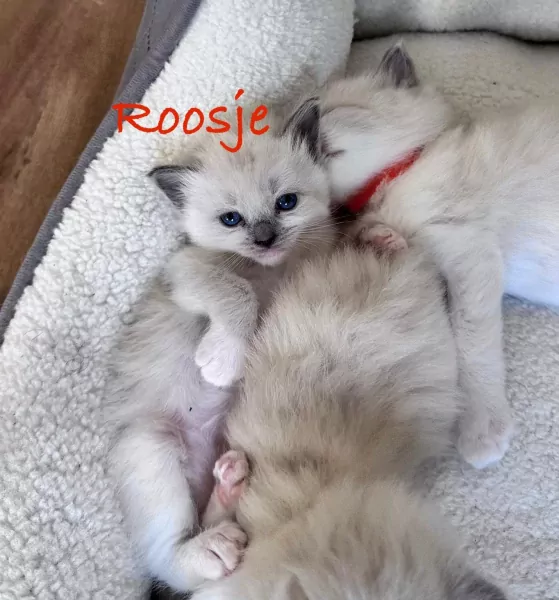 nestjes
