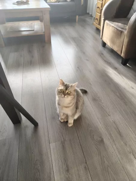 Schattige Britse korthaar - afbeelding 2