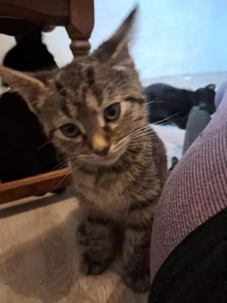 Lieve mix kitten zoekt forever home - afbeelding 2