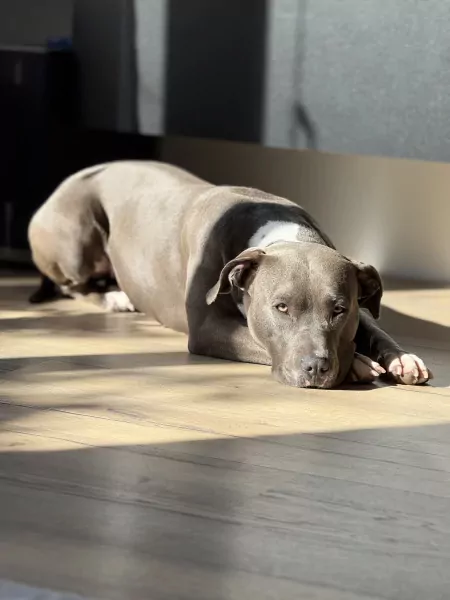 Lieve American Stafford van bijna 3 jaar - afbeelding 2