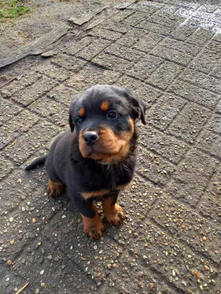 Rotweiler pup te koop - afbeelding 3