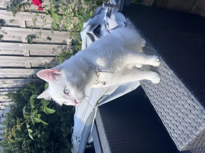 9 jarige kat te koop - afbeelding 2