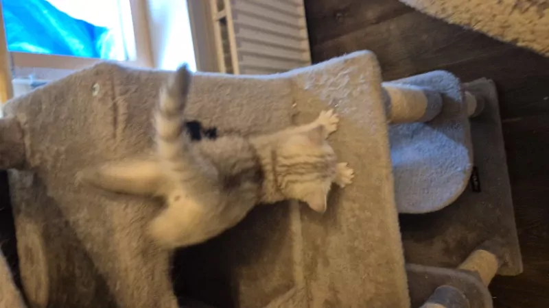 prachtige Britse Korthaar Kittens. Lief, Gezond - afbeelding 3