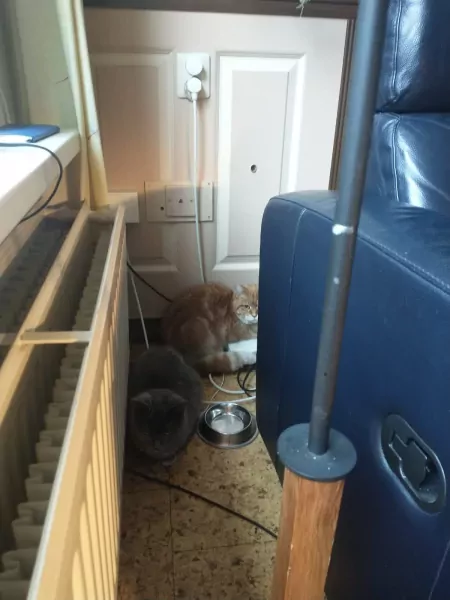 Twee lieve katten samen of apart zoekend naar thuis - afbeelding 3