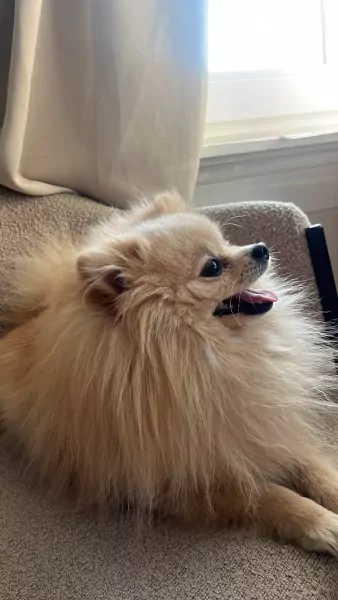 Wij zoeken een nieuw, liefdevol thuis voor onze lieve Snowy - afbeelding 2