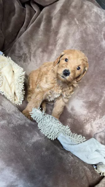 Prachtige labradoodle puppy’s - afbeelding 4