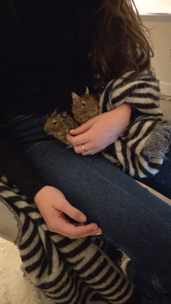 Twee lieve degoe mannetjes - afbeelding 2