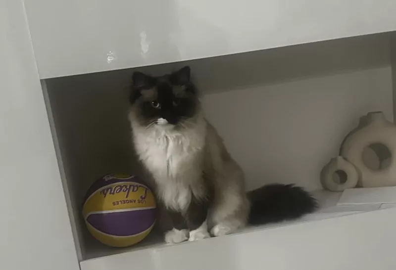 Ragdoll Brownie - afbeelding 2