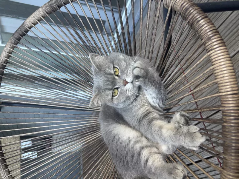 Lieve Britse korthaar poes - afbeelding 1