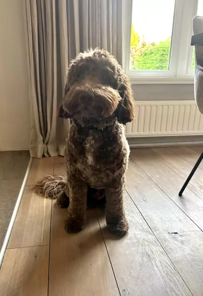 Labradoodle medium Max - afbeelding 4