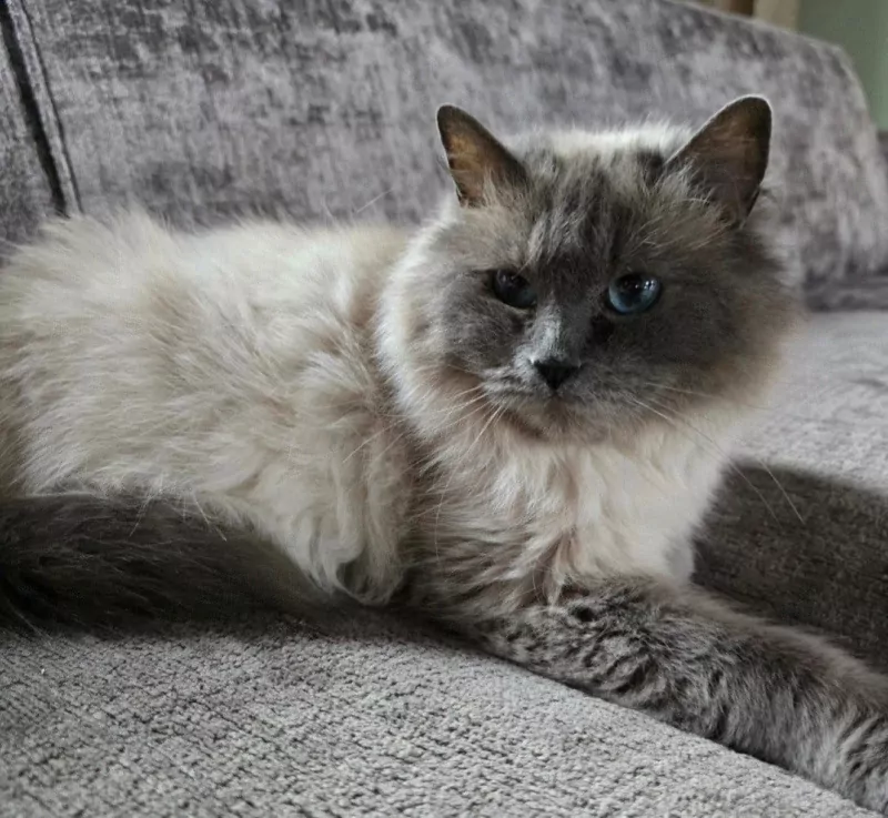 Lieve Ragdoll | 6 jaar - afbeelding 3