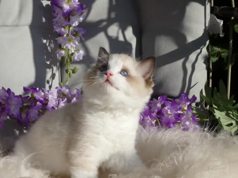 Raszuivere Ragdoll kittens uit geteste ouders met stamboom. - afbeelding 2
