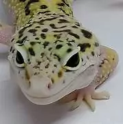 Luipaardgekko te koop vrouwtjes luipaardgekko met terraium - afbeelding 1