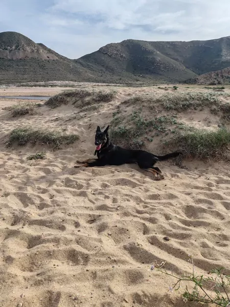 Nieuwe thuis gezocht voor Bo - afbeelding 2