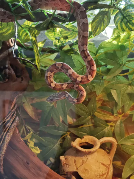 Vrouwelijke Korenslag met optioneel terrarium - afbeelding 4