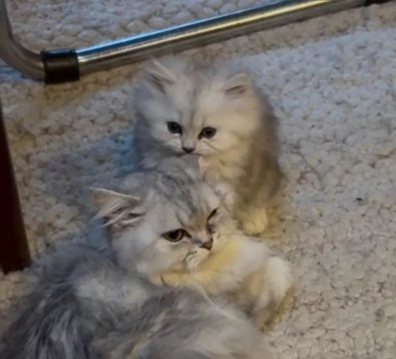 Nog 1 Brits Langhaar kitten te koop - afbeelding 2