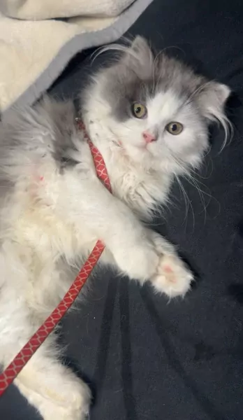 Prachtige Ragdoll × Britse Langhaar - afbeelding 5