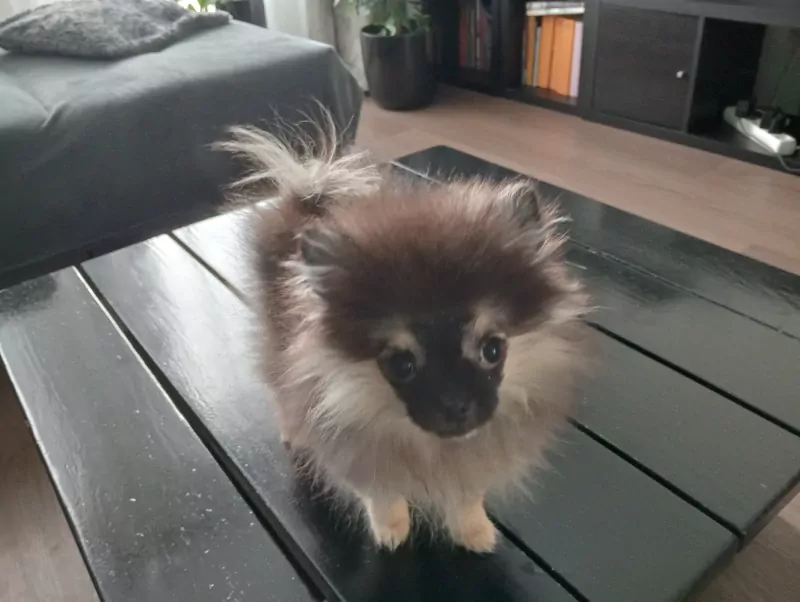 Pomeranian puppy te koop - afbeelding 3