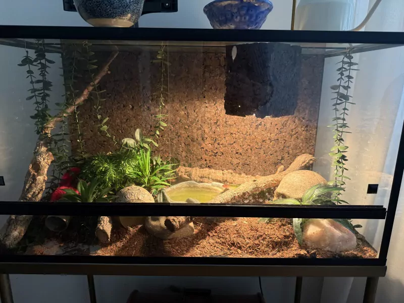 Rattenslang - 3,5 jaar oud gratis met terrarium - afbeelding 1