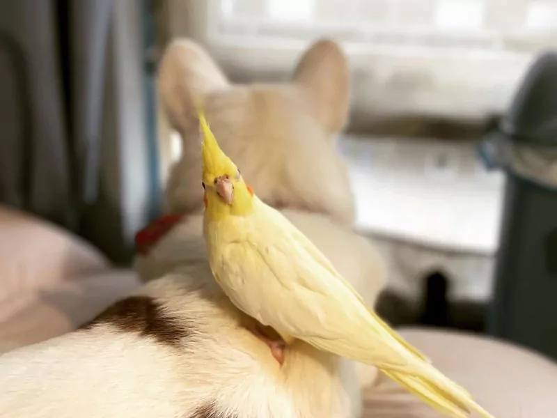 4 jarig geel popje zoekt nieuwe thuis komt met kooi - afbeelding 4