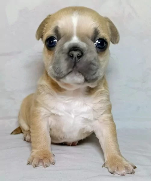 Franse bulldog met staart - afbeelding 2