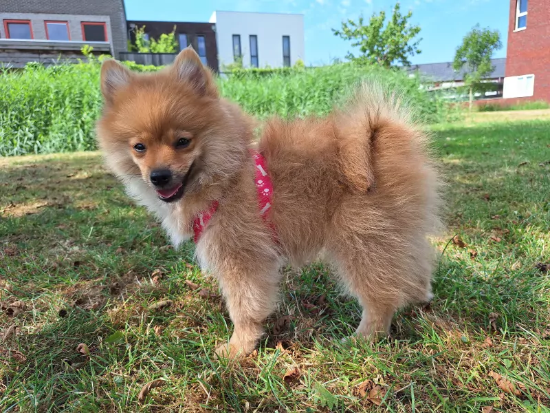 Beautiful Pomeranian puppies - afbeelding 3