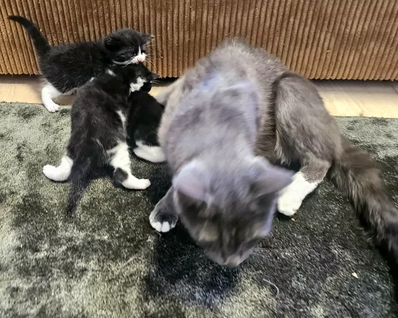 Ragdoll kittens - afbeelding 3