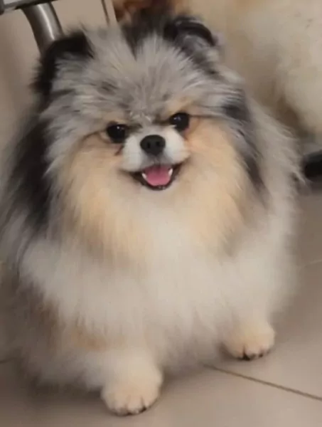 Exclusieve blue merle pomeranian teefje – Mini, lief & uniek - afbeelding 5