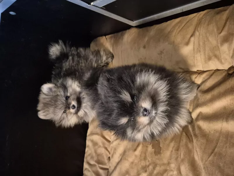 Pomeriaan pups te koop - afbeelding 4
