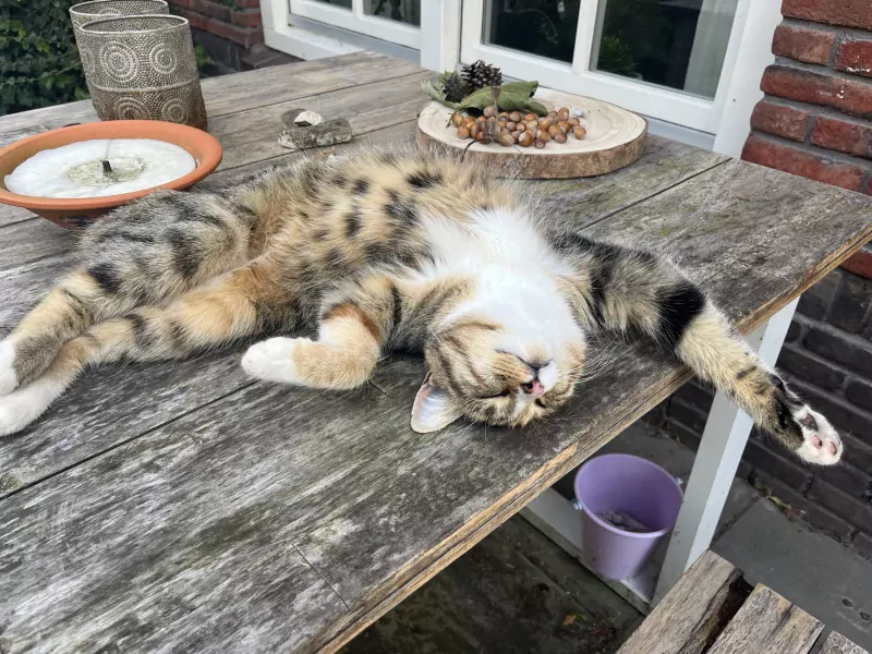 Britse korthaar vrouwtje - afbeelding 3