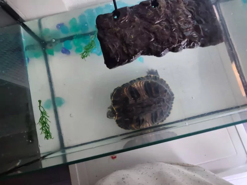 Waterschildpad - afbeelding 2