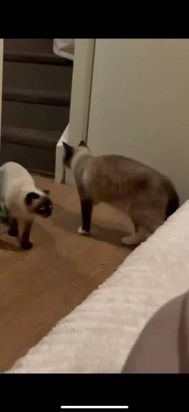 Lieve Siamese katten te Koop! 🐾 ( broer&zus) - afbeelding 4