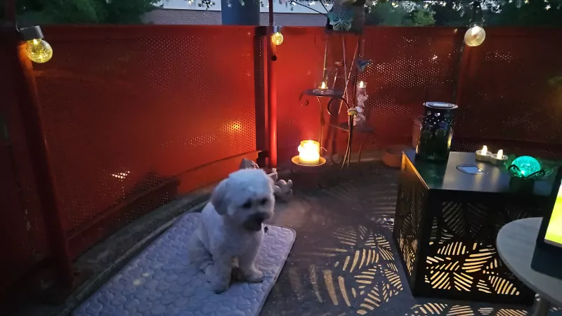 Lief boomer hondje - afbeelding 2