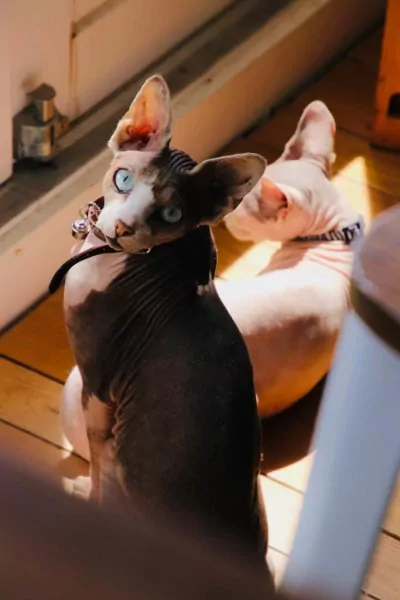 Herplaatsing twee sphynxen - afbeelding 4