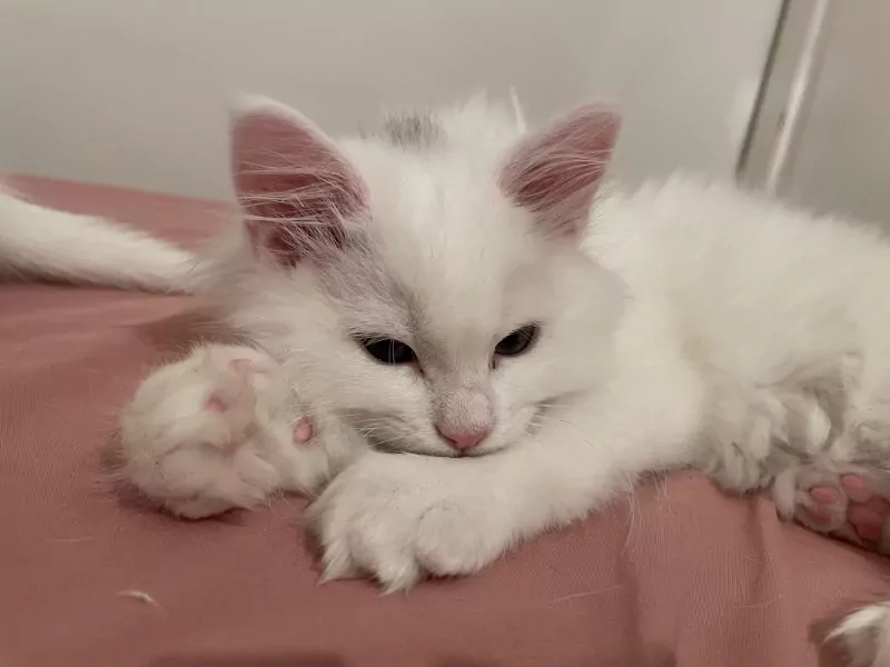 2 Maine Coon x Britse korthaar katerkittens samen thuis - afbeelding 6