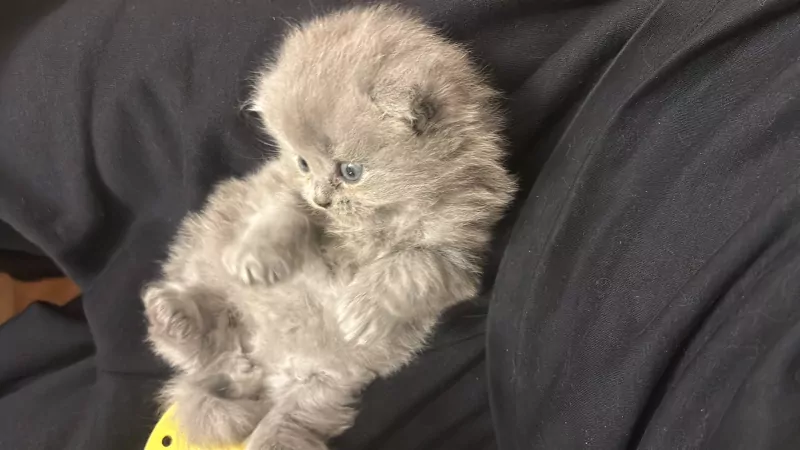 Lichtgrijze Britse langhaar scottish fold - afbeelding 4