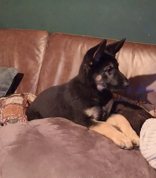 🤗 Warm thuis gekocht voor Yailinn 🩷 - afbeelding 5